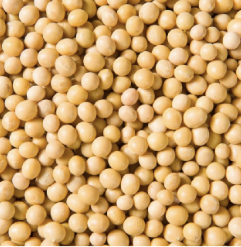SOYBEAN