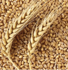 WHEAT