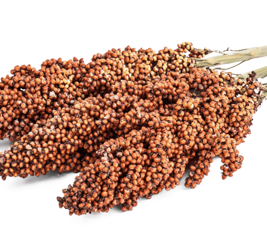 SORGHUM